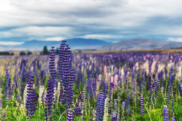 Wall Mural - Field of Lupins near the hills and mountains of South Island, New Zealand