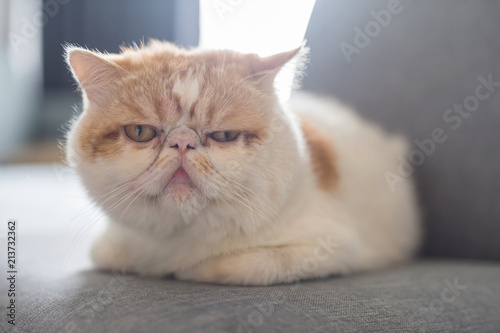 Cute Brown Exotic Shorthair Cat Buy This Stock Photo And Explore