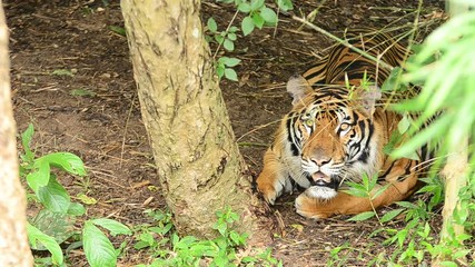 Sticker - bengal tiger in a forest atmosphere