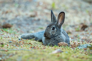 cute grey rabbit laying on the ground in the shade