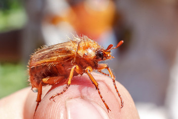 chafer