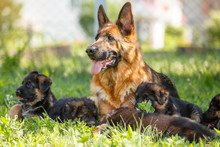 German Shepherd With Its Puppies Resting On Green Lawn