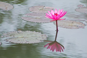 Sticker - Pink lotus flower