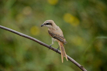 Brown shrike with blur green grass field background