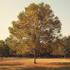 Wall Mural - yellowing sycamore in autumn