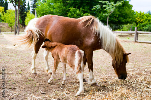 Zdjęcie XXL Koń i źrebię na ranczu