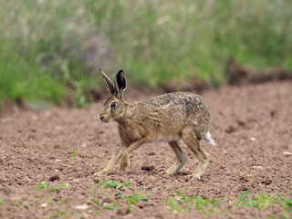 European brown hare, Lepus europaeus