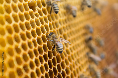 Zdjęcie XXL Pszczoły miodne na plaster miodu wewnątrz ula. Sześciokątna struktura wosku z rozmycie tła.
