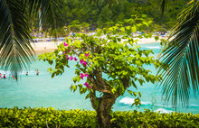 Bush Bougainvillea And Palm Trees On The Seashore