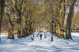 Fototapeta Big Ben - UK, England, London, Green Park in the snow