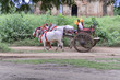 Geschmückter Ochsenkarren, Bagan, Myanmar, Asien