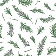 Herbal seamless pattern with rosemary sprigs on white background. Backdrop with blooming fragrant herb. Elegant vector illustration in vintage style for wrapping paper, fabric print, wallpaper.
