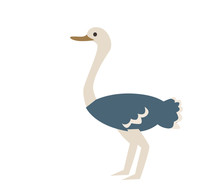 Ostrich. Flat Vector Illustration. Isolated On White Background