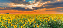 Sunflower Field On Sunset. Beautiful Nature Landscape Panorama. Farm Field Idyllic Scene.