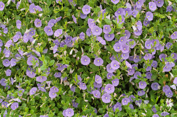 Blue rock bindweed or Ground blue convolvulus or Ground morning glory (Convolvulus sabatius, Convolvulus mauritanicus) is trailing perennial plant with delicate flat trumpet like violet blue flowers