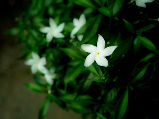 Wall Mural - White Gadenia Flowers Blooming