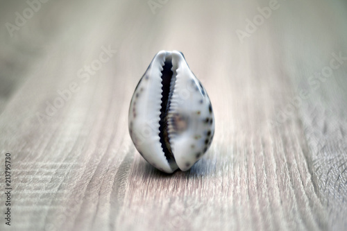 Fotografie, Obraz Sea shell in the form of female genitalia, vagina