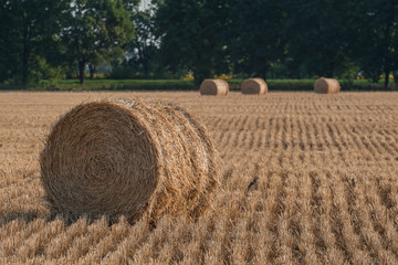 Wall Mural - Agricultural landscape with haystacks