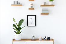 Plant On Wooden Cupboard In Minimal Flat Interior With Poster And Shelves On White Wall. Real Photo