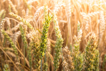 Ear of green Wheat in front of an ripe orange ones in the background