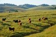 Cows with Landscape of Trees, mountains, hills and grass field in California, United States