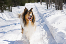 Rough Collie Running In The Snow.