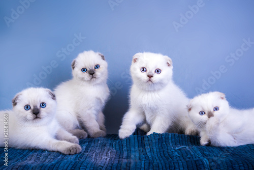 Four Cute Scottish Fold Shorthair Silver Color Point Kittens With