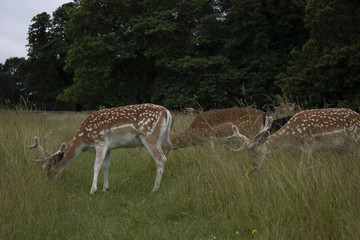 Deer in the Grass