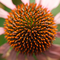 Wall Mural - Macro of Purple Coneflower flower head