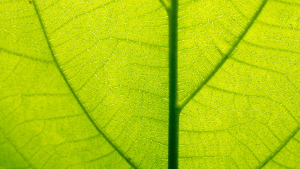 Wall Mural - Fresh green leaf texture macro close-up