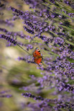 Fototapeta Lawenda - Peacock butterfly sitting on violet lavender with blurred background in the garden or field