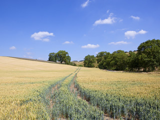 Poster - Burdale ripening wheat