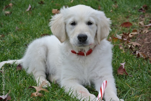 English Cream Golden Retriever Puppy With Candy Cane Buy This Stock Photo And Explore Similar Images At Adobe Stock Adobe Stock
