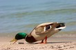 Samiec kaczki krzyżówki żerujący na plaży nad brzegiem morza.