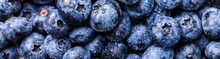Surface Is Covered With A Thick Layer Of Blueberries. Natural Background. Concept Healthy Food. Diet Nutrition . Top View.Single Banner. Selective Focus.