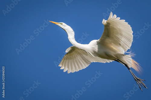 Αφίσα Great Egret (Ardea alba) in flight over a rookery