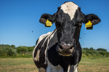 cow smiling to the cameraman