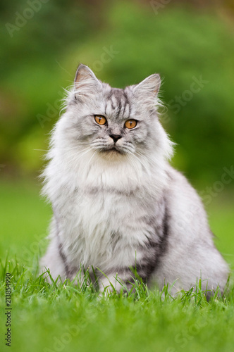 Britisch Langhaar Katze Im Garten Kaufen Sie Dieses Foto