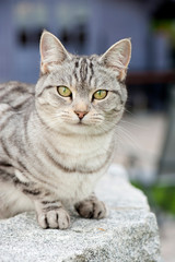 Wall Mural - Getigerte Katze sitzt auf einer Mauer