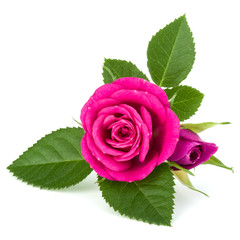 pink rose flower bouquet isolated on white background cutout