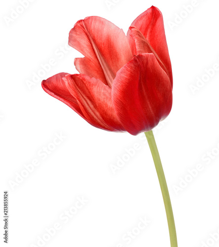 red tulip flower head isolated on white background Canvas Print