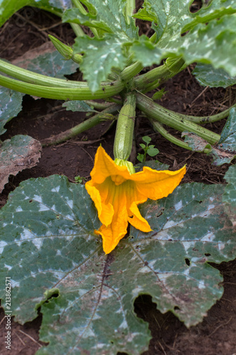 фотография blossoming zucchini on a garden bed in a kitchen garden