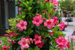 © leomalsam - Dipladenia / Beautiful red flowers in the garden