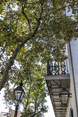 Wall Mural - Beautiful Tree with Red Berries Reaching over onto a Traditional Balcony in the French Quarter of New Orleans, Louisiana, USA