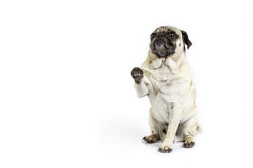 Begging Pug On White Background