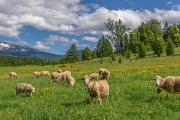 Wall Mural - sheep meadow flowers mountains graze