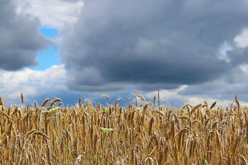 A field of rye and barley. Maturation of the future harvest. Agrarian sector of the agricultural industry. Plant farm. Growing of cereal crops. Source of food and well-being.