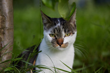 Cute Cat Looking At Camera. Natural Light. Domestic Cat In The Grass.