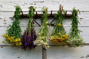 Wall Mural - Healing medical herbs in bunches hang on a rake on a white old wooden wall.