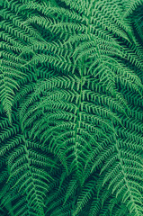  Close up forest Ferns